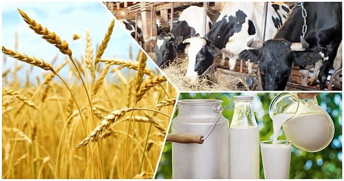 Представители ФНЦ ВИЖ им. академика Л.К. Эрнста – победители конкурса по программе «УМНИК-2019»