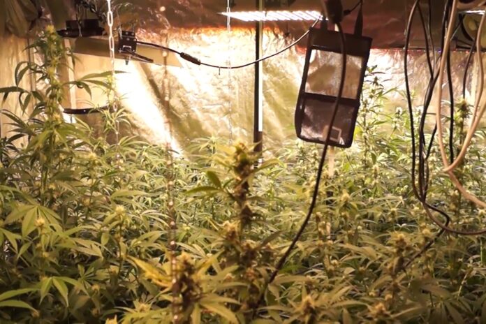 Подмосковными полицейскими задержан мужчина, подозреваемый в вандализме и незаконном обороте наркотиков   