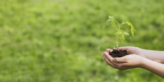 Подольчан приглашают принять участие в эко-марафоне «Сдай макулатуру — спаси дерево!»