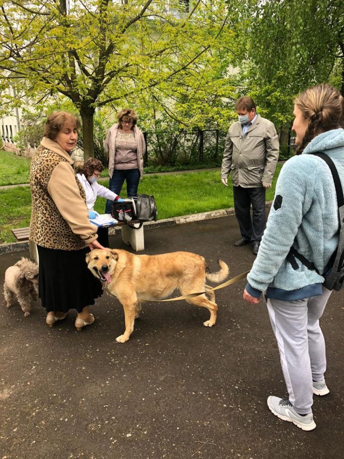 Более 30 животных получили прививку от бешенства в микрорайоне Дубровицы