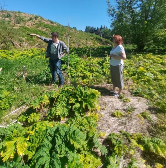Борьба с борщевиком идет полным ходом