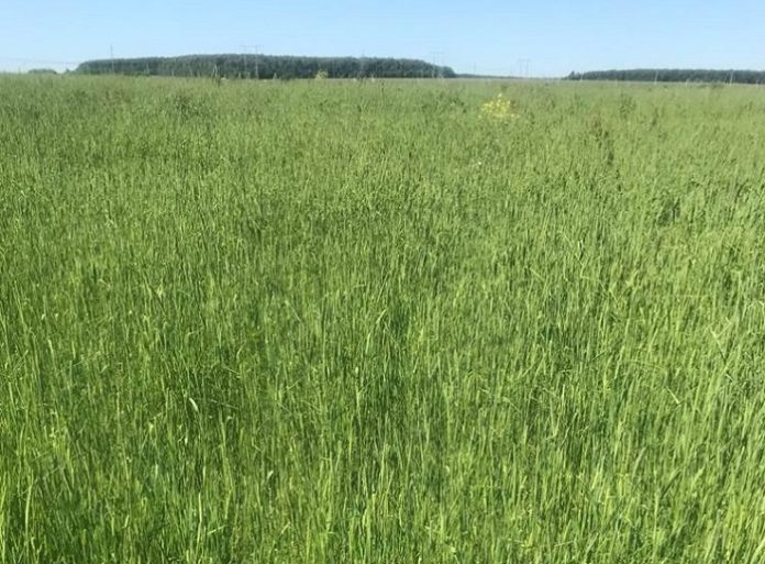 Около 130 га неиспользуемых сельхозземель введено в оборот  ООО «Агрофирма Федюково»