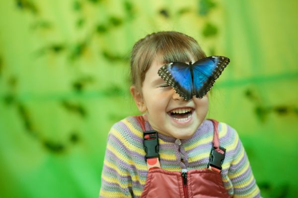 Выставка «Сад живых тропических бабочек» откроется в Подольском выставочном зале