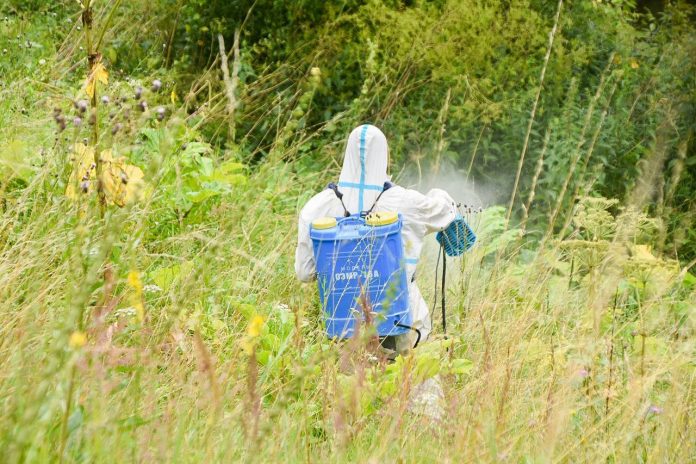 Нешуточная угроза здоровью людей и домашнего скота — борщевик Сосновского