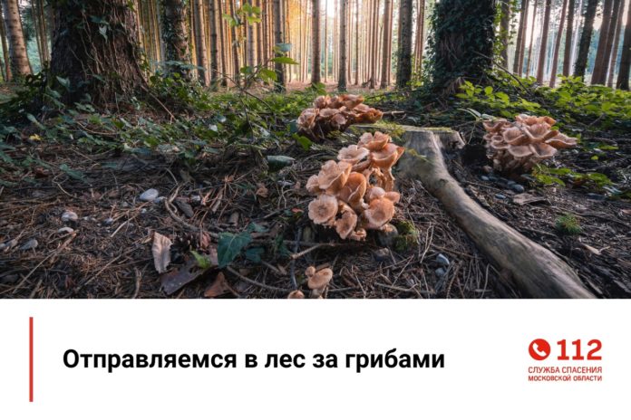 Внимание жителей округа: правила перед походом в лес за грибами