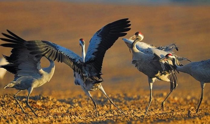 «Птичьи» экскурсии пройдут в Московской области