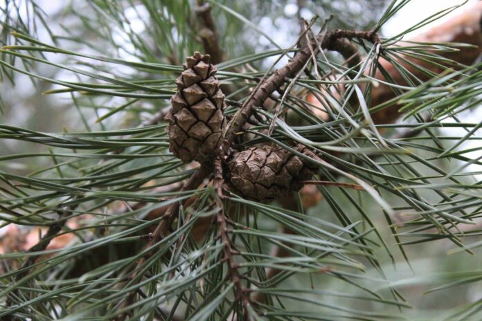Подозреваемого в вырубке деревьев задержали в Подольске
