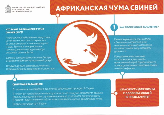 Внимание: африканская чума свиней!
