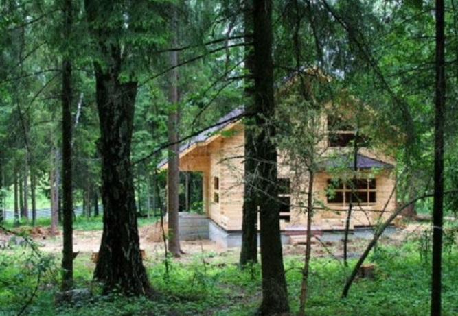 «Лесная амнистия» завершится в Подмосковье в 2022 году