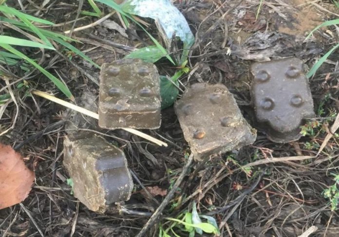 Вакцину от бешенства раскладывают для диких животных в подольских лесах