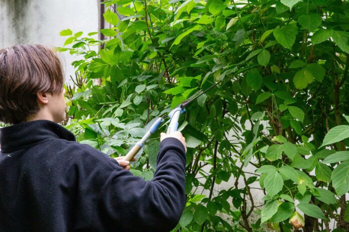 Более 250 рабочих мест создано в летних трудовых бригадах для подростков