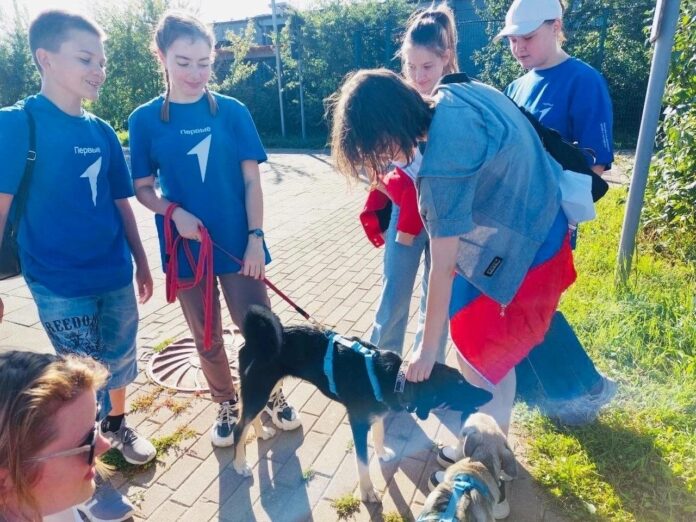 Подольские молодогвардейцы запустили благотворительную акцию по сбору кормов «Большая помощь маленькому другу»