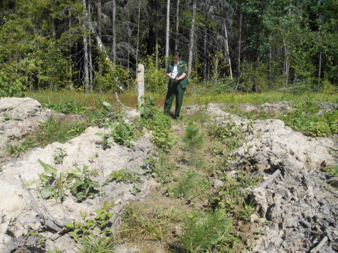 Подольское лесничество выполнило работы по дополнению лесных культур