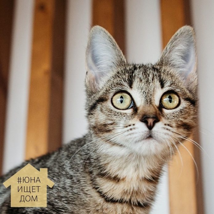 Майка ищет дом