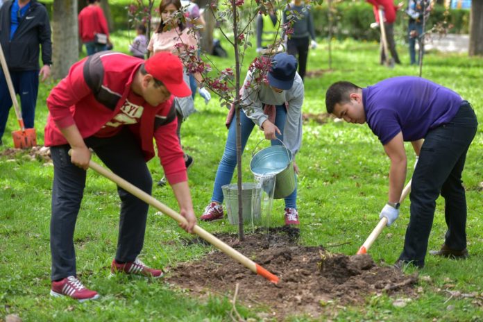 Аллеи деревьев обновили в микрорайоне Кузнечики
