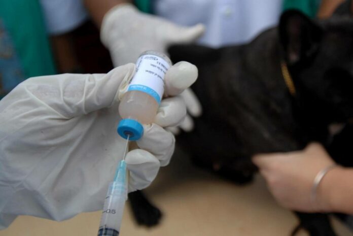 Выездные вакцинации против бешенства домашних животных проведут в Большом Подольске с 21 апреля по...