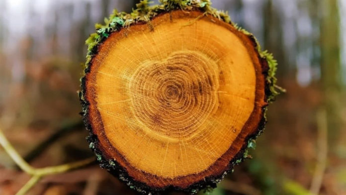 Жителям Большого Подольска поведали про годичные кольца деревьев
