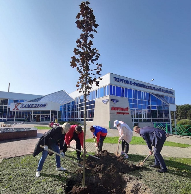 В сквере за Домом культуры «Машиностроитель» в Климовске высадили красные клены