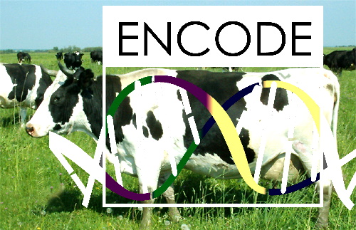 Учеными ФГБНУ ФИЦ ВИЖ им. Л.К. Эрнста выполнено исследование геномной архитектуры двух старейших российских...