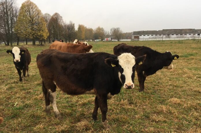 Коллектив исследователей из Швейцарии, Франции и России изучил состав и происхождение внеклеточных везикул фолликулярной...