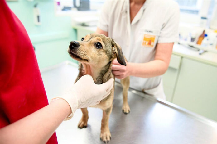 Вниманию подольчан: что дает чипирование домашних животных?