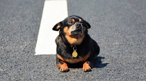 Вниманию подольчан: самовыгул опасен для жизни животного