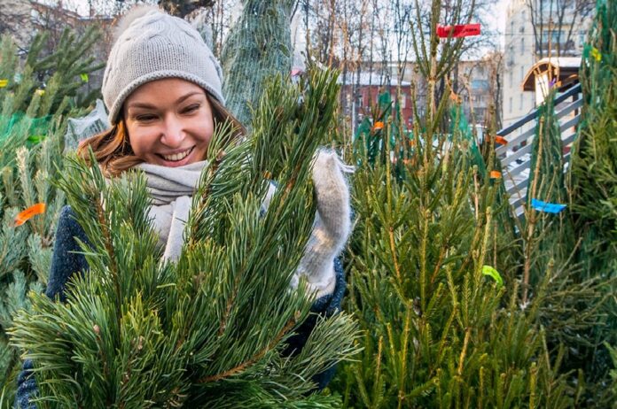 20 декабря начнут работать елочные базары в Большом Подольске