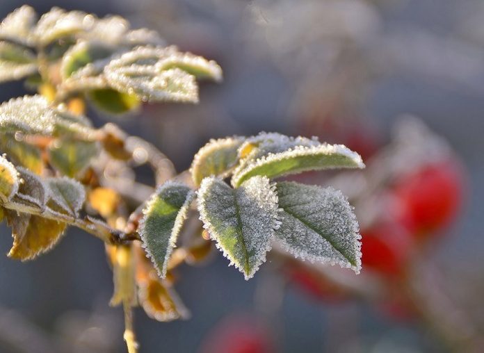 МЧС сообщил жителям Подмосковья о ночных заморозках