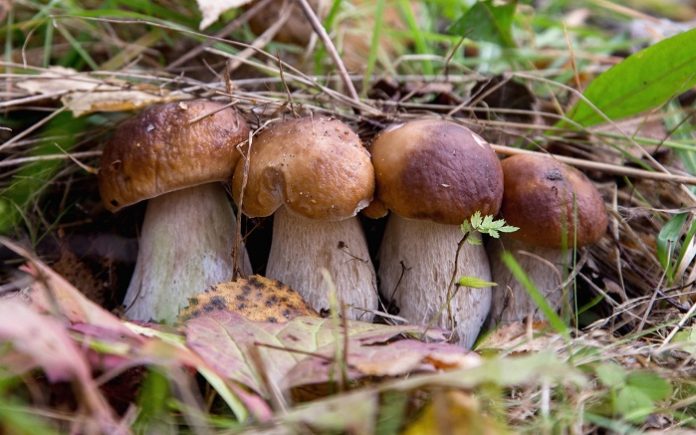 Тропинками грибного царства