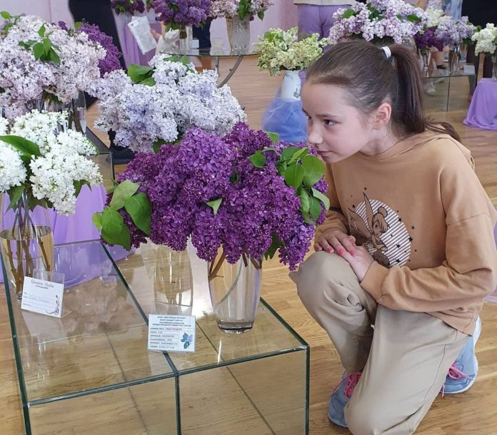 В Дубровицах прошёл «Сиреневый фестиваль»