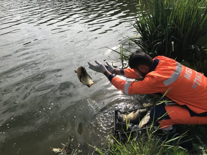 Около тонны живого карпа запустили в водоем Большого Подольска