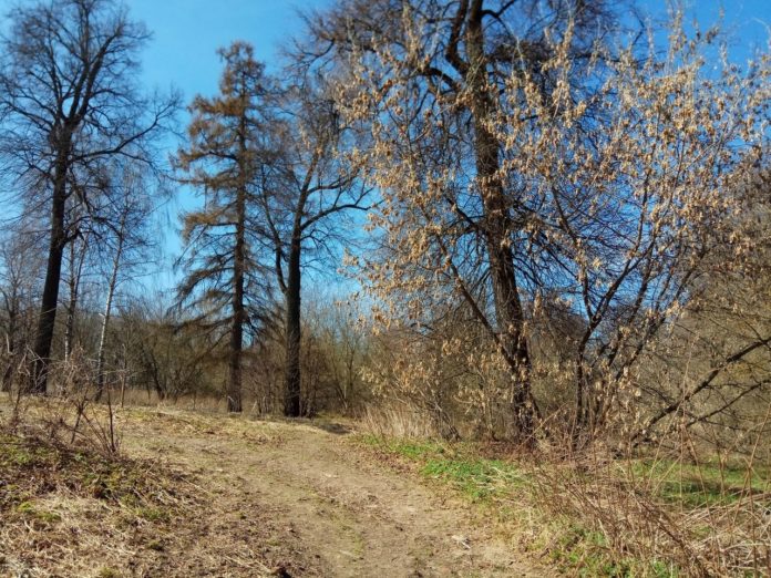 Возраст деревьев изучают в парке усадьбы Ивановское