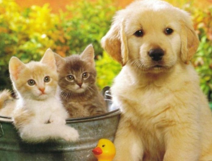 В рамках научно-практической конференции подольчан приглашают присоединиться к вебинару