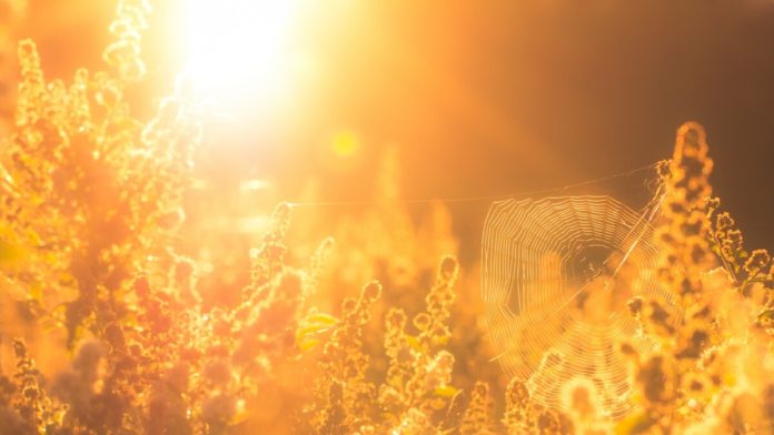 Рекомендации МЧС в период сильной жары