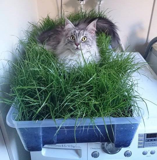 Как правильно утилизировать отходы питомцев