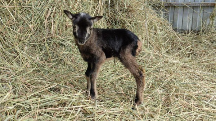 Впервые в РФ получен клонированный ягненок