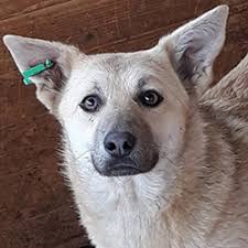 Информируем подольчан: памятка об обращении с собакой с биркой в ухе