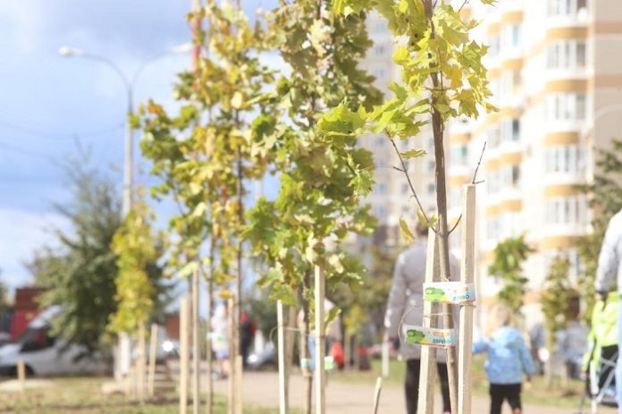 35 молодых саженцев посадили в микрорайоне Красная горка