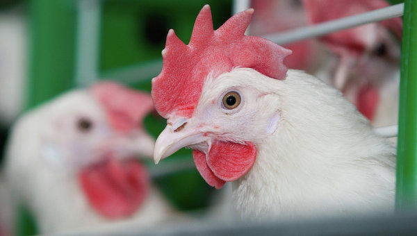 Птичий грипп! Угроза для жизни!