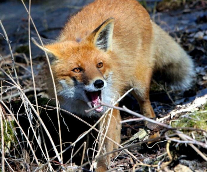 В Подольске объявлен карантин по бешенству