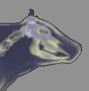 Учеными ВИЖ имени Л.К. Эрнста установлено сохранение исторических компонентов в генотипе современных популяций холмогорского...