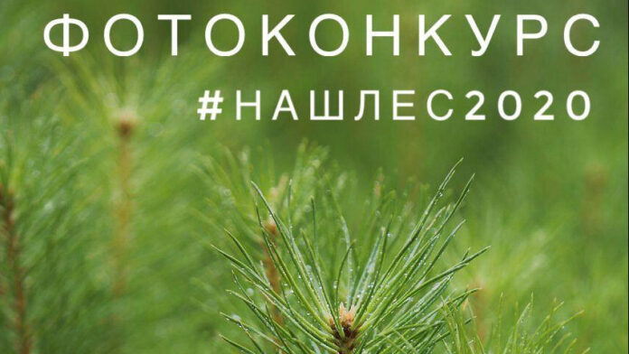 Подольчан приглашают принять участие в фотоконкурсе в рамках экологической акции «Наш лес. Посади свое...