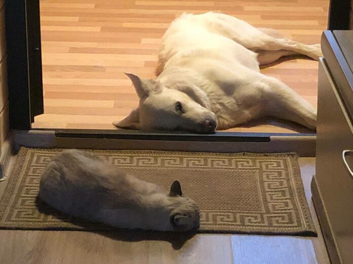 Домашних животных можно будет чипировать в парках и скверах