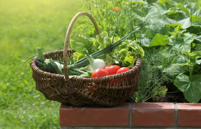 Общественная палата РФ приглашает принять участие в социальном проекте «Добрый огород»