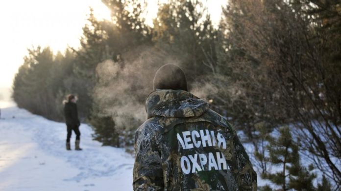 Подольский филиал ГКУ МО «Мособллес» сообщает: не рубите ели!