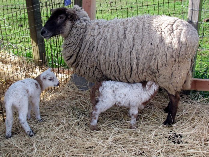 Ученые Университета Кента и ФИЦ ВИЖ им. Л.К. Эрнста провели анализ вклада британских пород...