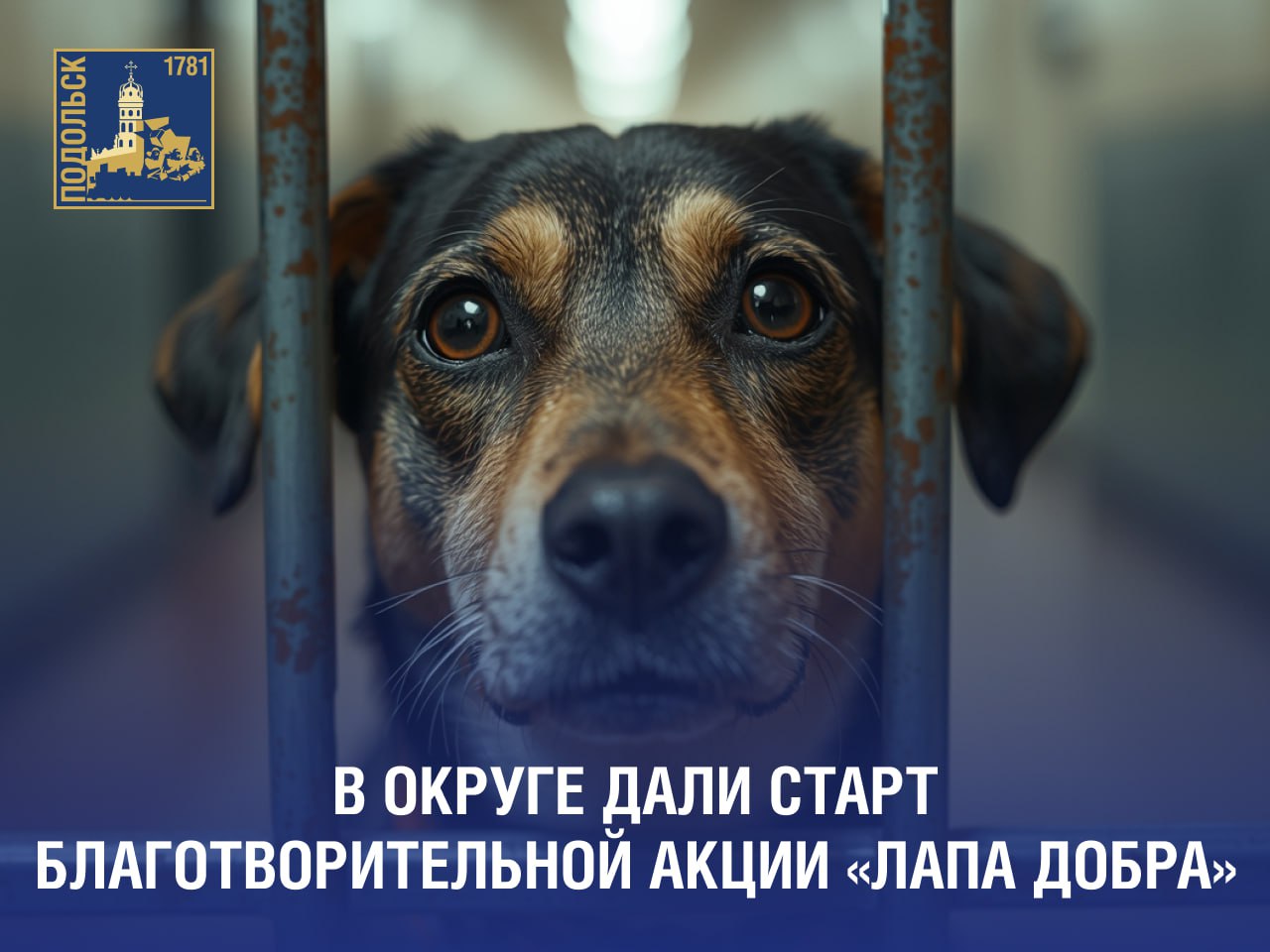 Проходит благотворительная акция «Лапа добра»