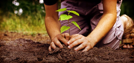 Тематическая акция «Наш лес. Посади свое дерево» пройдет в Городском округе Подольск