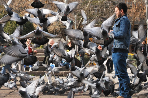 К сведению подольчан: специалисты призывают отказаться от подкармливания диких птиц