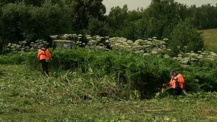 Очередной этап борьбы с борщевиком завершается в Большом Подольске